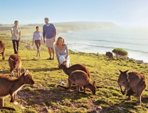 Kangaroos on Kangaroo Island